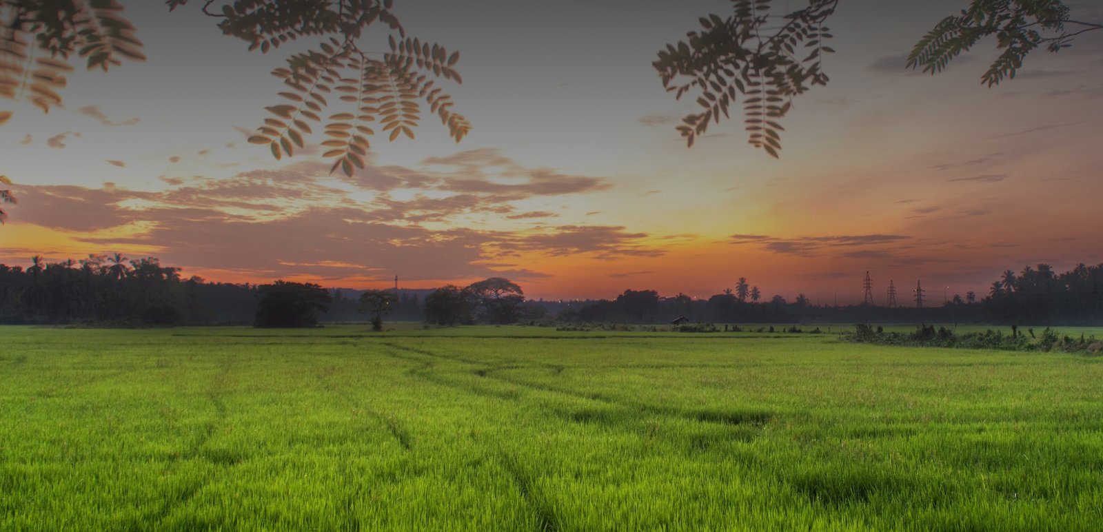 Green paddy fields at sunset, framed by leaves at the top of the picture